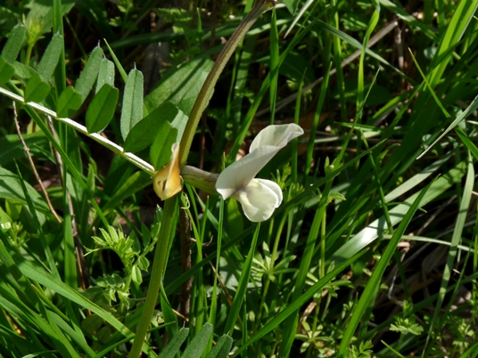 {Vicia grandiflora}